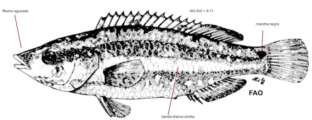 Symphodus doderleini_0000001.jpg